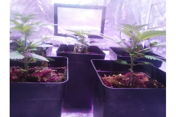 Critical (Zamnesia Seeds) Feminiserade Critical (Zamnesia Seeds) Feminiserade