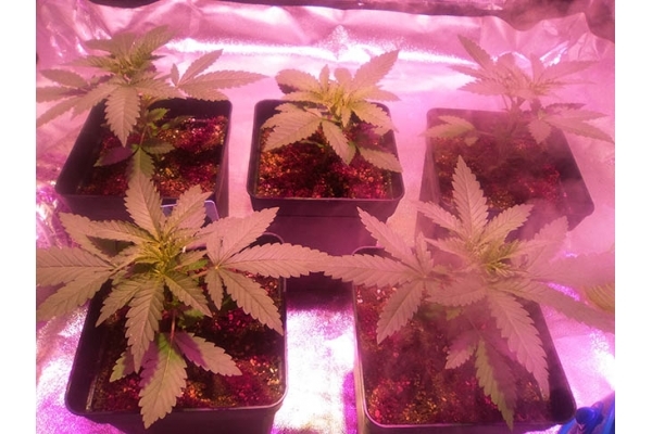 Critical (Zamnesia Seeds) Feminiserade Critical (Zamnesia Seeds) Feminiserade