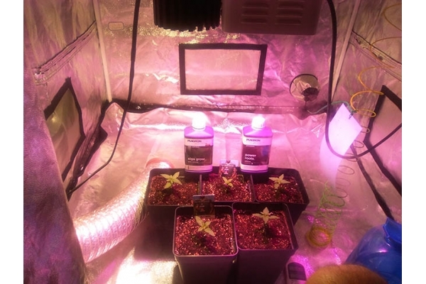 Critical (Zamnesia Seeds) Feminiserade Critical (Zamnesia Seeds) Feminiserade
