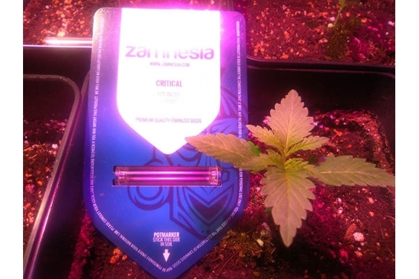 Critical (Zamnesia Seeds) Feminiserade Critical (Zamnesia Seeds) Feminiserade