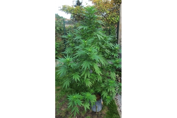Critical (Zamnesia Seeds) Feminiserade Critical (Zamnesia Seeds) Feminiserade