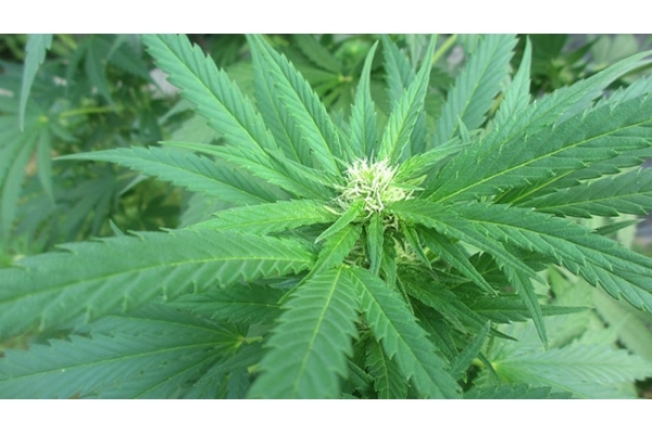 Critical (Zamnesia Seeds) Feminiserade Critical (Zamnesia Seeds) Feminiserade