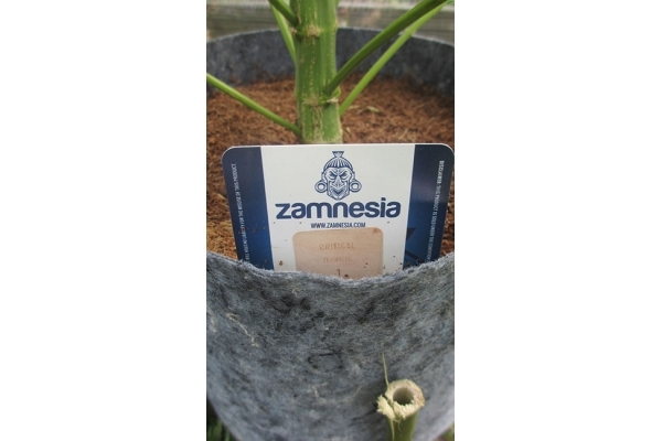 Critical (Zamnesia Seeds) Feminiserade Critical (Zamnesia Seeds) Feminiserade