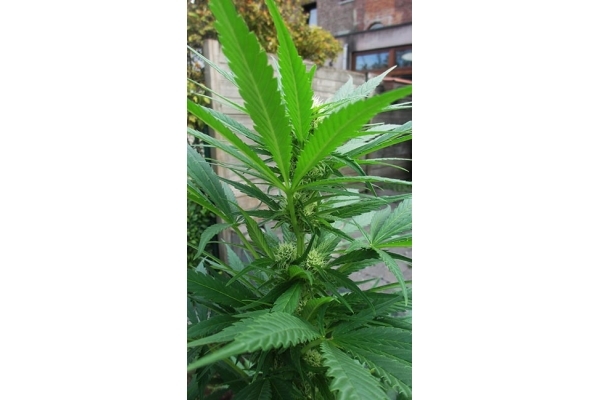 Critical (Zamnesia Seeds) Feminiserade Critical (Zamnesia Seeds) Feminiserade
