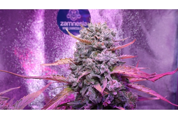 OG Kush (Zamnesia Seeds) Feminiserade OG Kush (Zamnesia Seeds) Feminiserade