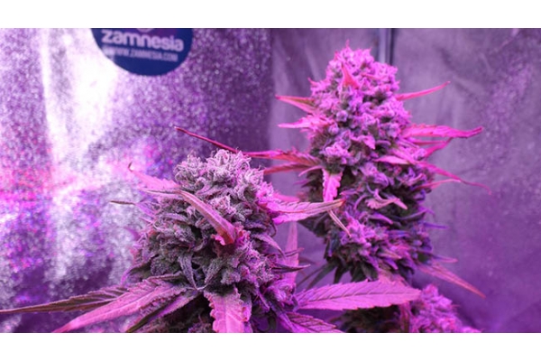 OG Kush (Zamnesia Seeds) Feminiserade OG Kush (Zamnesia Seeds) Feminiserade