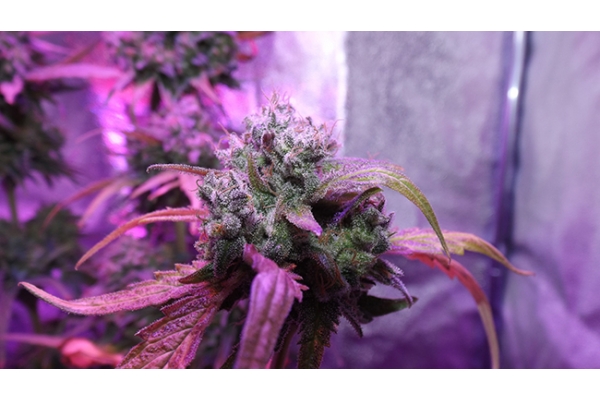 OG Kush (Zamnesia Seeds) Feminiserade OG Kush (Zamnesia Seeds) Feminiserade