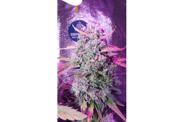 OG Kush (Zamnesia Seeds) Feminiserade OG Kush (Zamnesia Seeds) Feminiserade
