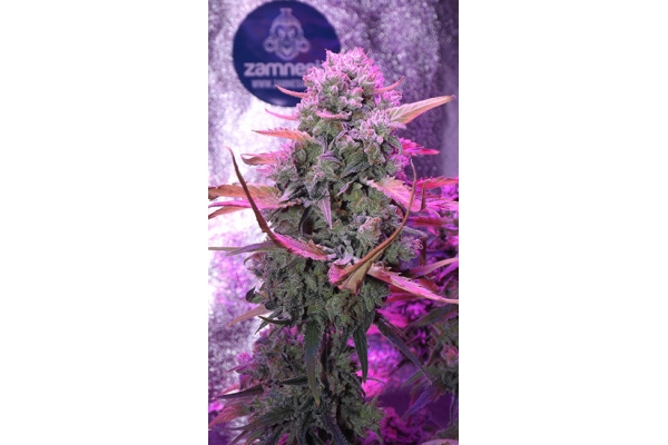 OG Kush (Zamnesia Seeds) Feminiserade OG Kush (Zamnesia Seeds) Feminiserade