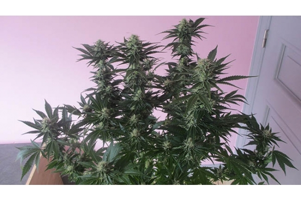 White Widow (Zamnesia Seeds) Feminiserade White Widow (Zamnesia Seeds) Feminiserade