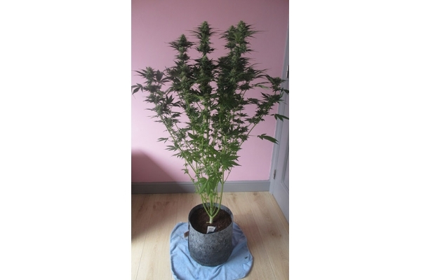 White Widow (Zamnesia Seeds) Feminiserade White Widow (Zamnesia Seeds) Feminiserade