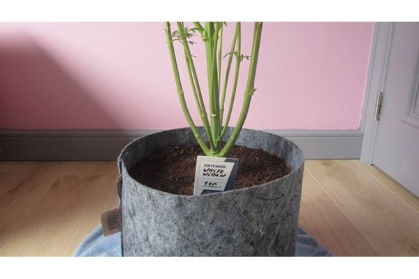 White Widow (Zamnesia Seeds) Feminiserade White Widow (Zamnesia Seeds) Feminiserade