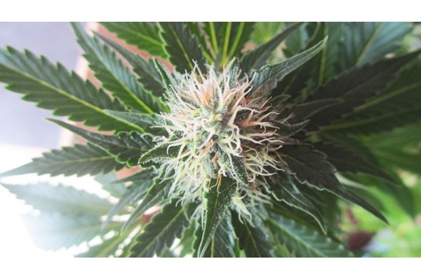 White Widow (Zamnesia Seeds) Feminiserade White Widow (Zamnesia Seeds) Feminiserade