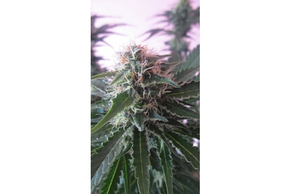 White Widow (Zamnesia Seeds) Feminiserade White Widow (Zamnesia Seeds) Feminiserade