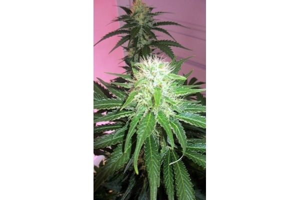 White Widow (Zamnesia Seeds) Feminiserade White Widow (Zamnesia Seeds) Feminiserade