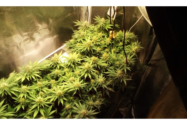 White Widow (Zamnesia Seeds) Feminiserade White Widow (Zamnesia Seeds) Feminiserade
