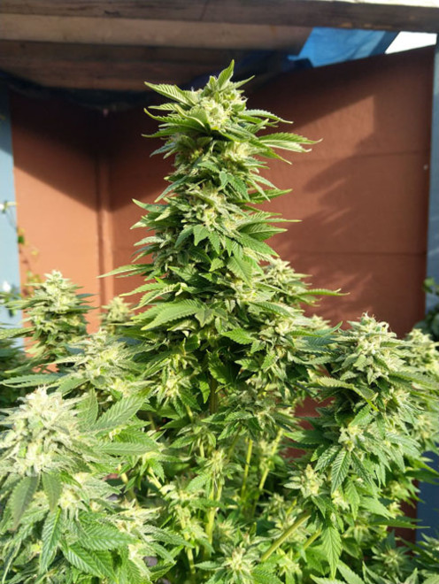 White Widow (Zamnesia Seeds) Feminiserade White Widow (Zamnesia Seeds) Feminiserade