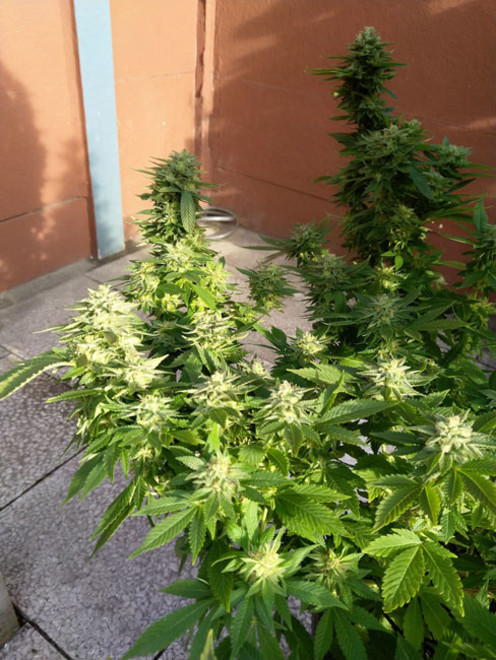 White Widow (Zamnesia Seeds) Feminiserade White Widow (Zamnesia Seeds) Feminiserade