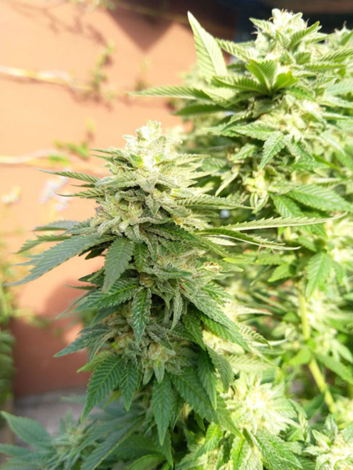 White Widow (Zamnesia Seeds) Feminiserade White Widow (Zamnesia Seeds) Feminiserade