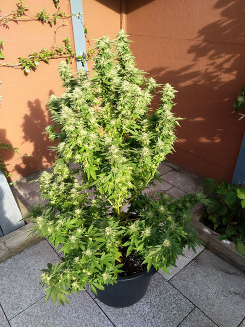 White Widow (Zamnesia Seeds) Feminiserade White Widow (Zamnesia Seeds) Feminiserade