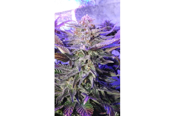 Cheese (Zamnesia Seeds) Feminiserade Cheese (Zamnesia Seeds) Feminiserade