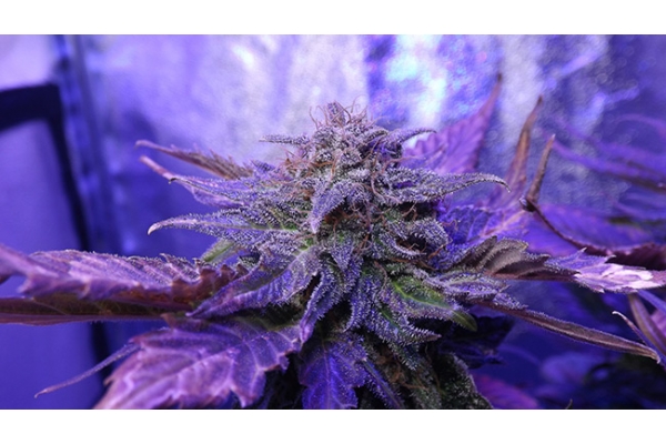 Cheese (Zamnesia Seeds) Feminiserade Cheese (Zamnesia Seeds) Feminiserade
