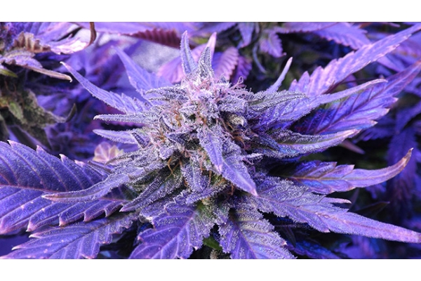 Cheese (Zamnesia Seeds) Feminiserade Cheese (Zamnesia Seeds) Feminiserade