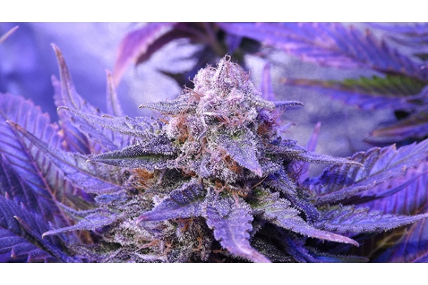 Cheese (Zamnesia Seeds) Feminiserade Cheese (Zamnesia Seeds) Feminiserade