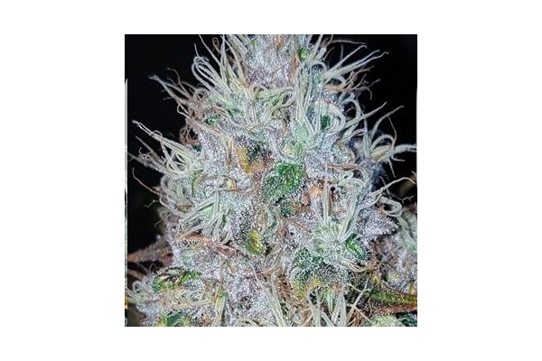 Monster Bud Kush (Zamnesia Seeds) Feminiserade Monster Bud Kush (Zamnesia Seeds) Feminiserade