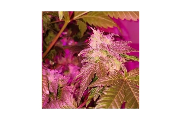 Monster Bud Kush (Zamnesia Seeds) Feminiserade Monster Bud Kush (Zamnesia Seeds) Feminiserade