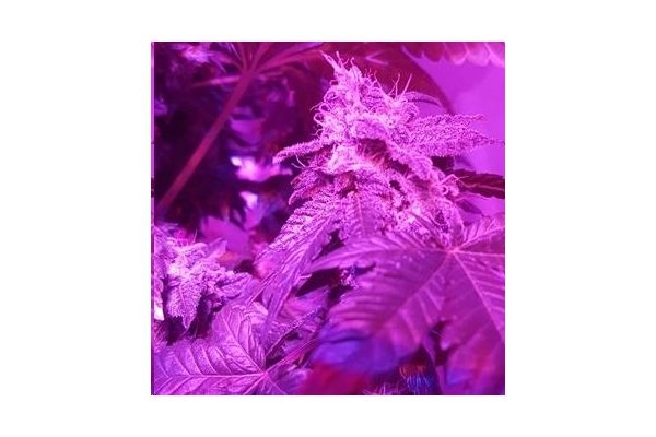 Monster Bud Kush (Zamnesia Seeds) Feminiserade Monster Bud Kush (Zamnesia Seeds) Feminiserade