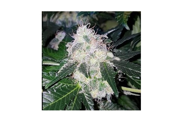 Monster Bud Kush (Zamnesia Seeds) Feminiserade Monster Bud Kush (Zamnesia Seeds) Feminiserade