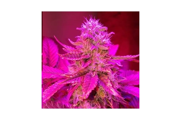 Monster Bud Kush (Zamnesia Seeds) Feminiserade Monster Bud Kush (Zamnesia Seeds) Feminiserade