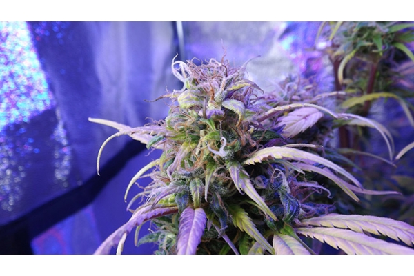 Monster Bud Kush (Zamnesia Seeds) Feminiserade Monster Bud Kush (Zamnesia Seeds) Feminiserade