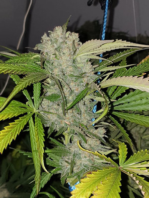 Monster Bud Kush (Zamnesia Seeds) Feminiserade Monster Bud Kush (Zamnesia Seeds) Feminiserade