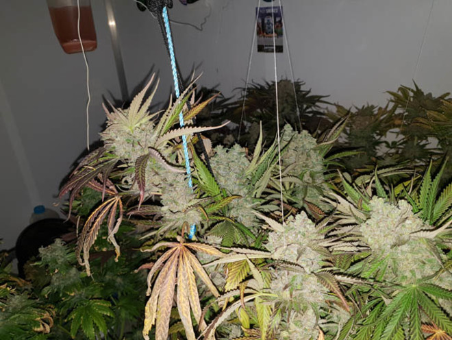 Monster Bud Kush (Zamnesia Seeds) Feminiserade Monster Bud Kush (Zamnesia Seeds) Feminiserade