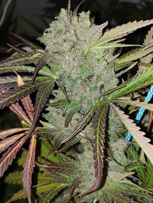 Monster Bud Kush (Zamnesia Seeds) Feminiserade Monster Bud Kush (Zamnesia Seeds) Feminiserade