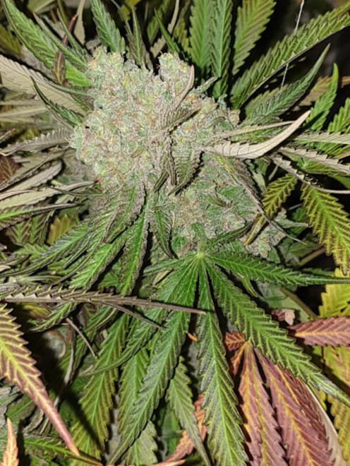 Monster Bud Kush (Zamnesia Seeds) Feminiserade Monster Bud Kush (Zamnesia Seeds) Feminiserade