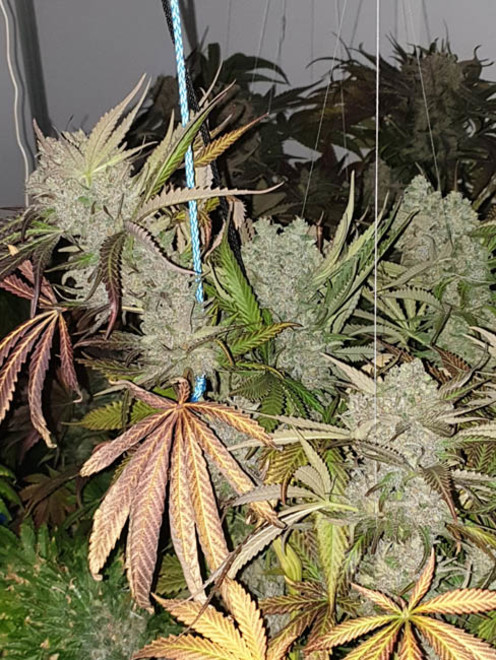 Monster Bud Kush (Zamnesia Seeds) Feminiserade Monster Bud Kush (Zamnesia Seeds) Feminiserade