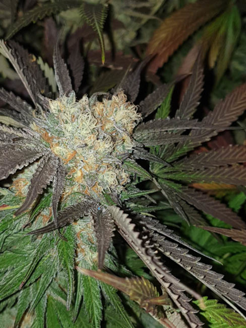 Monster Bud Kush (Zamnesia Seeds) Feminiserade Monster Bud Kush (Zamnesia Seeds) Feminiserade