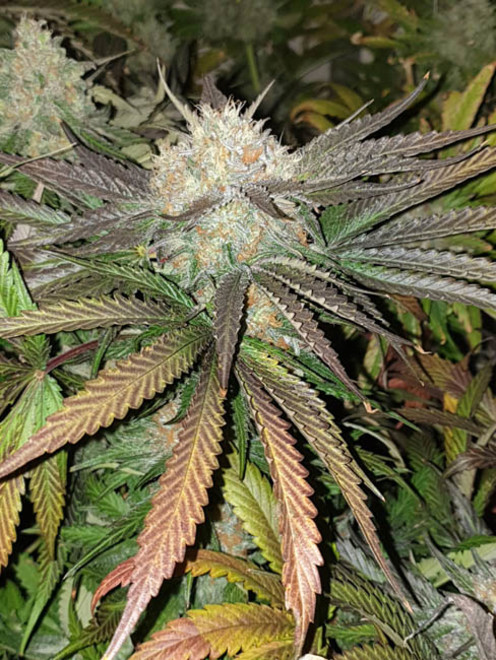 Monster Bud Kush (Zamnesia Seeds) Feminiserade Monster Bud Kush (Zamnesia Seeds) Feminiserade