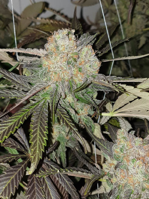 Monster Bud Kush (Zamnesia Seeds) Feminiserade Monster Bud Kush (Zamnesia Seeds) Feminiserade