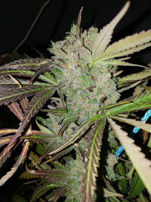 Monster Bud Kush (Zamnesia Seeds) Feminiserade Monster Bud Kush (Zamnesia Seeds) Feminiserade