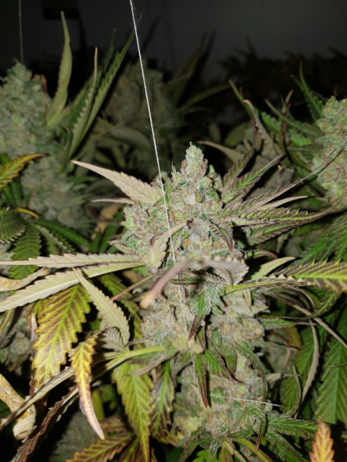 Monster Bud Kush (Zamnesia Seeds) Feminiserade Monster Bud Kush (Zamnesia Seeds) Feminiserade
