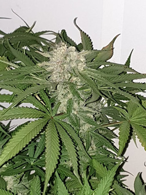 Quick Caramel XL (Zamnesia Seeds) Feminiserade Quick Caramel XL (Zamnesia Seeds) Feminiserade