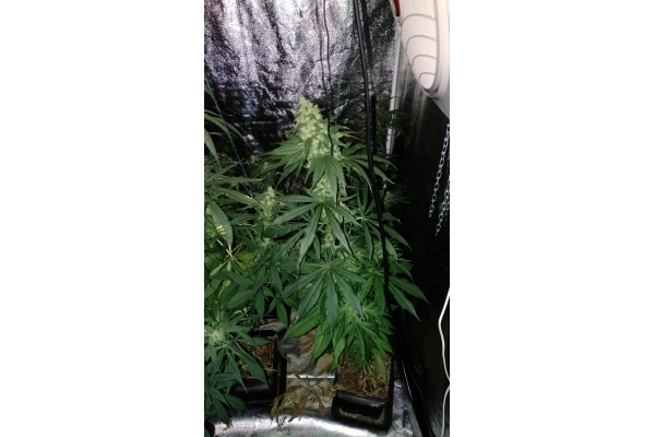 Sour Diesel (Zamnesia Seeds) Feminiserade Sour Diesel (Zamnesia Seeds) Feminiserade