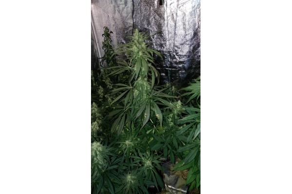 Sour Diesel (Zamnesia Seeds) Feminiserade Sour Diesel (Zamnesia Seeds) Feminiserade