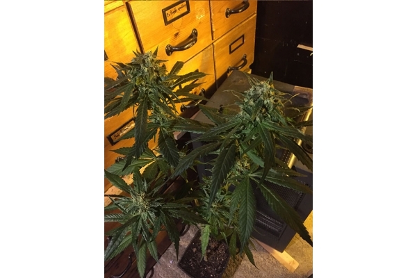 Sour Diesel (Zamnesia Seeds) Feminiserade Sour Diesel (Zamnesia Seeds) Feminiserade