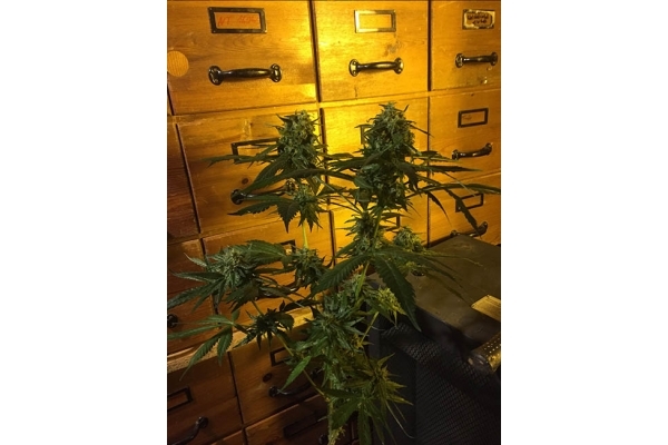 Sour Diesel (Zamnesia Seeds) Feminiserade Sour Diesel (Zamnesia Seeds) Feminiserade