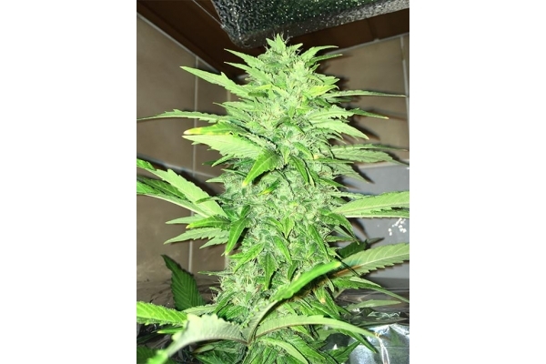 Sour Diesel (Zamnesia Seeds) Feminiserade Sour Diesel (Zamnesia Seeds) Feminiserade